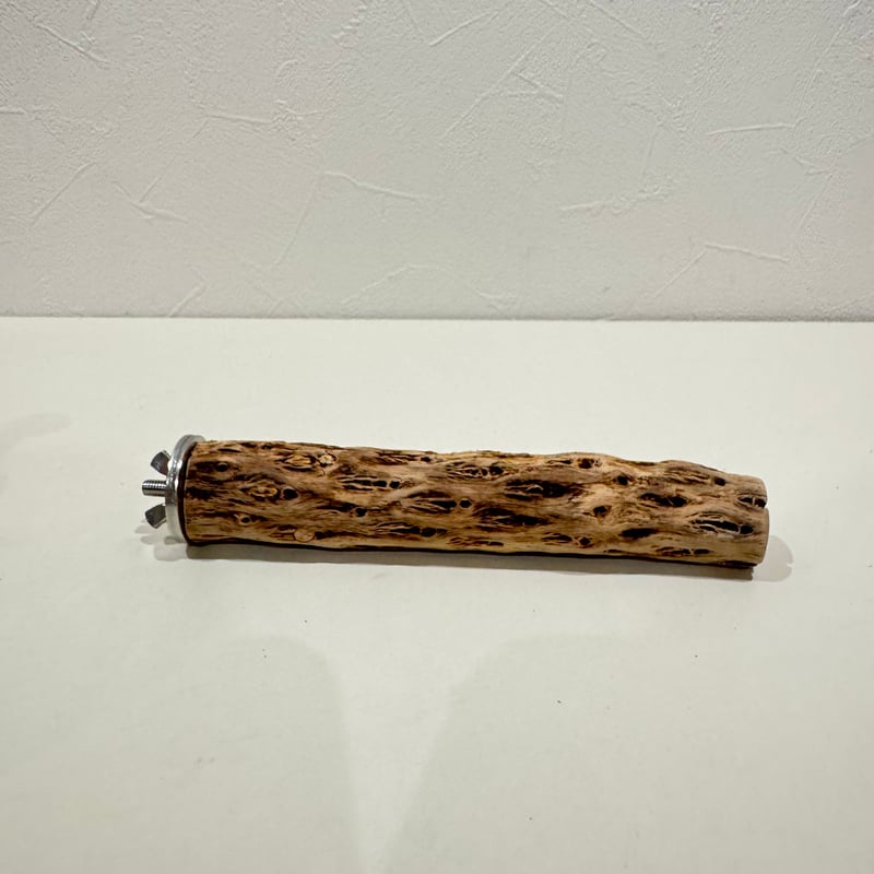 カクタスパーチ極小サイズ 直径2.7-3cm/長さ15cm⑮【自然木 止まり木