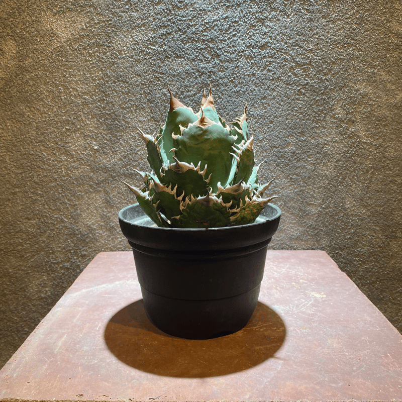 アガベ オテロイ（親株＋子株3） 園芸ネット本店｜アガベ：オテロイ 3