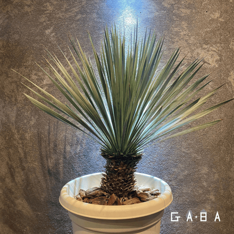 CATEGORY 9,10号～ | GABA