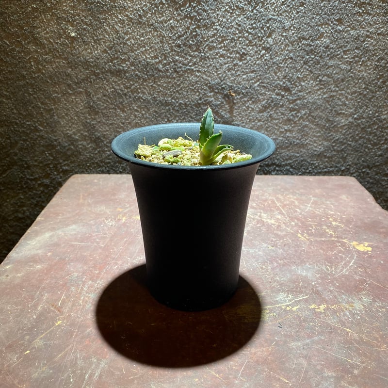 OSP育成株】【発根済み子株】オアハカ・オテロイ | GABA