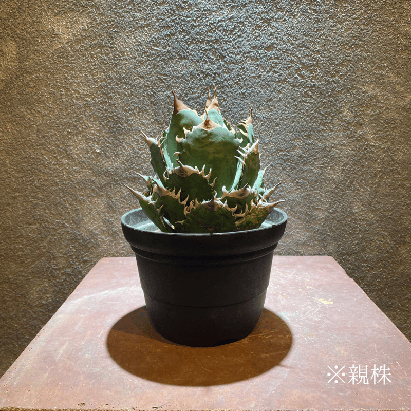 OSP育成株】【発根済み子株】オアハカ・オテロイ | GABA