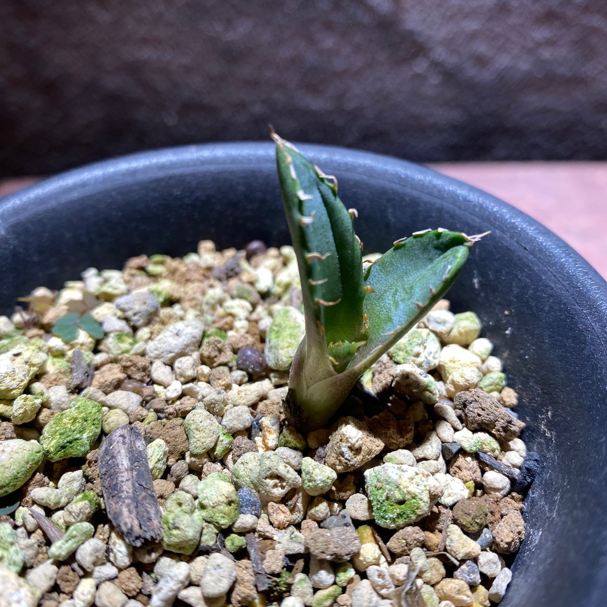 OSP育成株】【発根済み子株】オアハカ・オテロイ | GABA