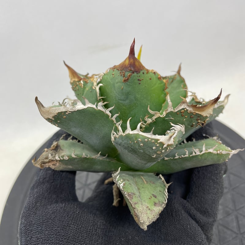 秘蔵 チタノタ「スーパー麻花」超ブツブツ SUPER MaHua 超短葉 秘蔵