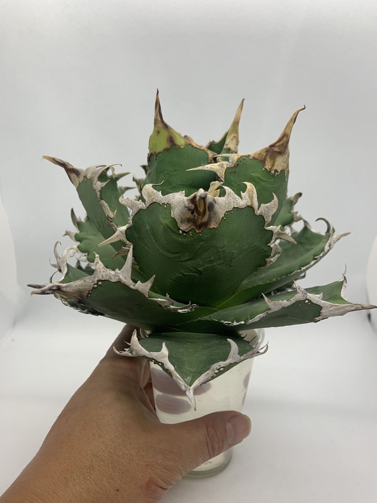 子株販売】 アガベ コック agave titanota cok CG-01 アガベ COK CG-1