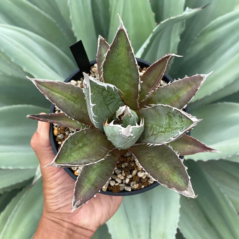 アガベパープソラム | カトーエンゲー