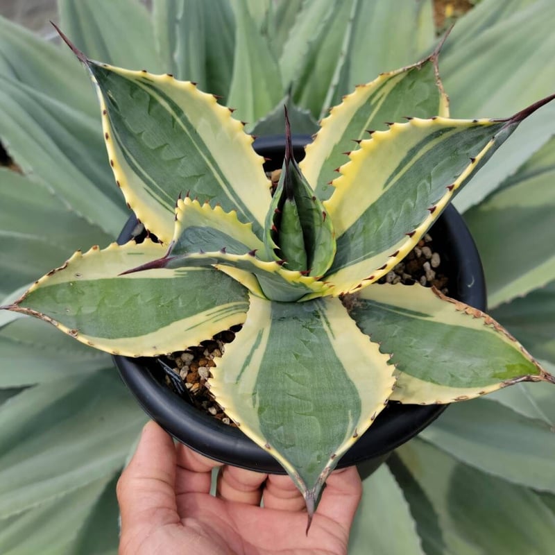 リップルエフェクト アガベ 【公式通販】