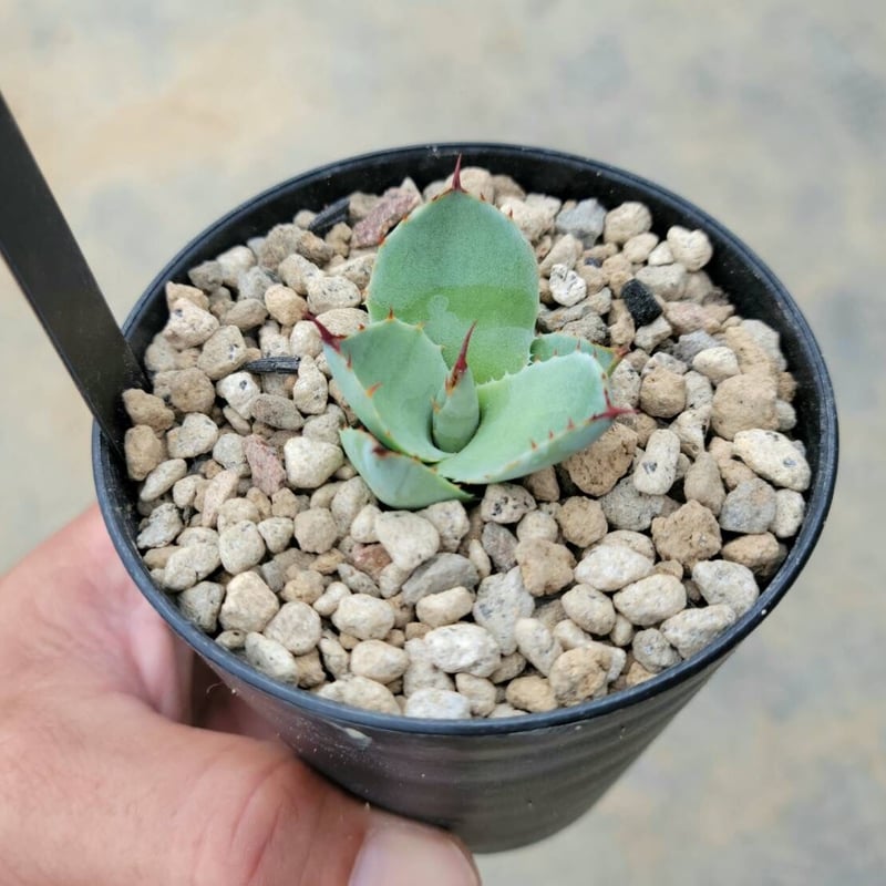 アガベ パリー トランカータ ハンティントン | カトーエンゲー