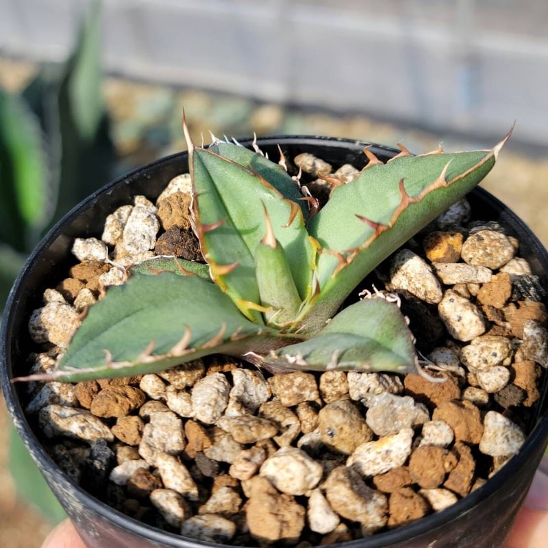 agave oteroi seedling | カトーエンゲー
