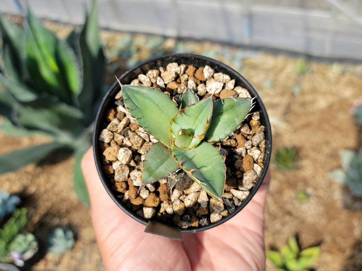 fit=scale-down,w=1200