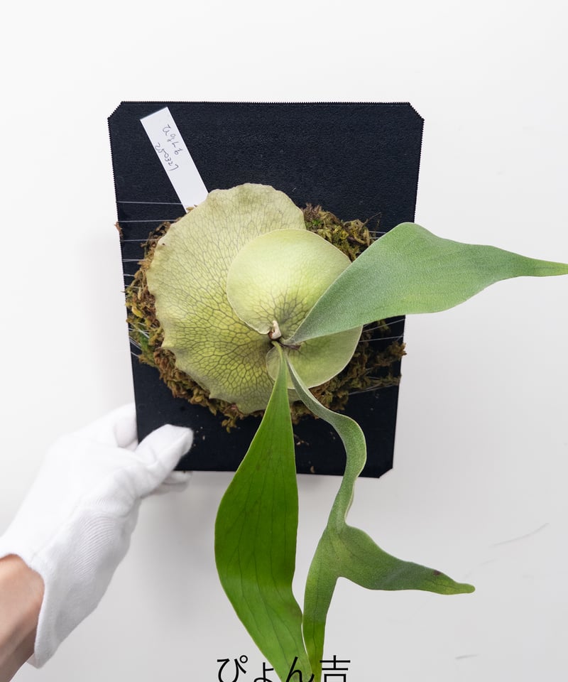 と】ビカクシダ ぴょん吉 PBP | 村長の直売所