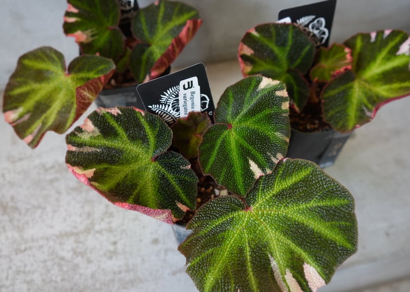 ベゴニアソリムタータ バリエガータピンク斑入り 3号 珍しい Begonia