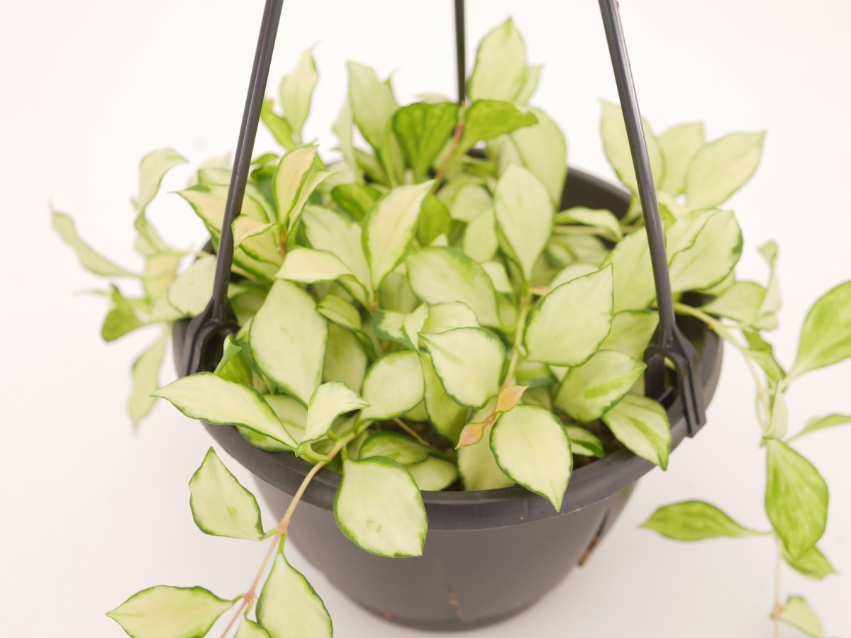 ホヤ ヘウスケリアナ 斑入 花座 大鉢 アクアセル入り ホヤ