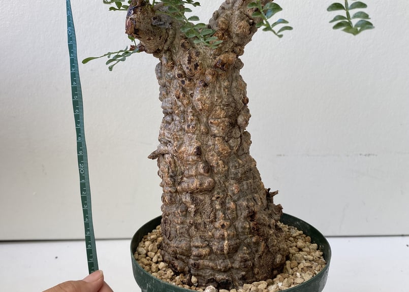 オペルクリカリア パキプス | インテリアグリーンとギフトプランツ