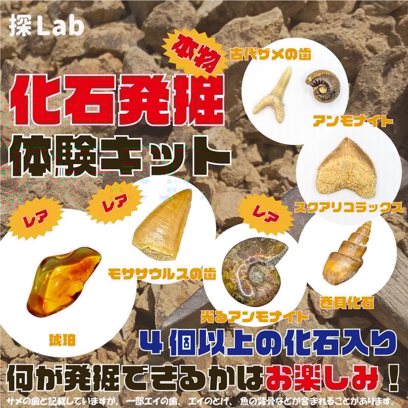 化石発掘体験キット（バラエティーセット） | 名取天文台SHOP