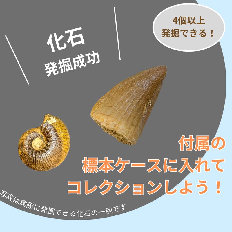 化石発掘体験キット（バラエティーセット） | 名取天文台SHOP