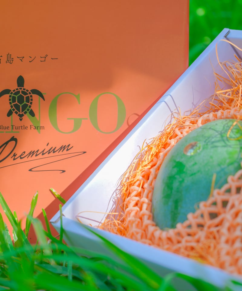 宮古島産「巨果・幻のキーツマンゴー」2玉 | Blue Turtle Farm & Mango