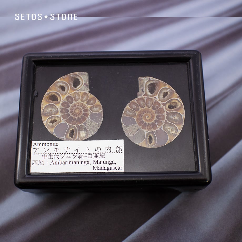 アンモナイト化石標本【天然石】2つセット | setos-stone