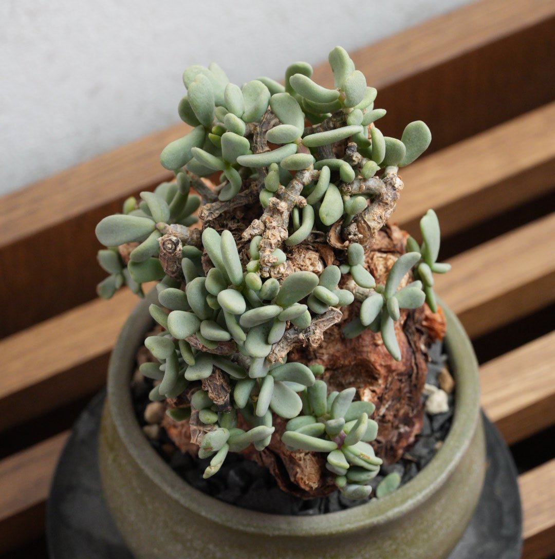 ケラリア・ピグマエア 現地球 x BOTANIZE陶器鉢 | Agave & Caudex P