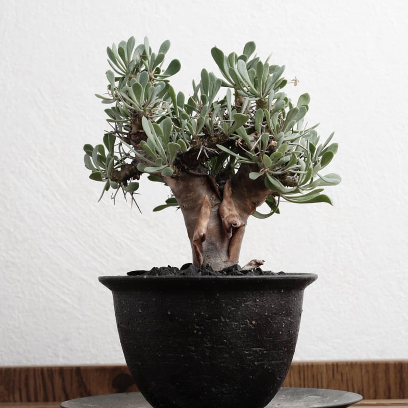 オトンナ・ユーフォルビオイデス 実生特選 X 陶器鉢 | Agave & Caudex