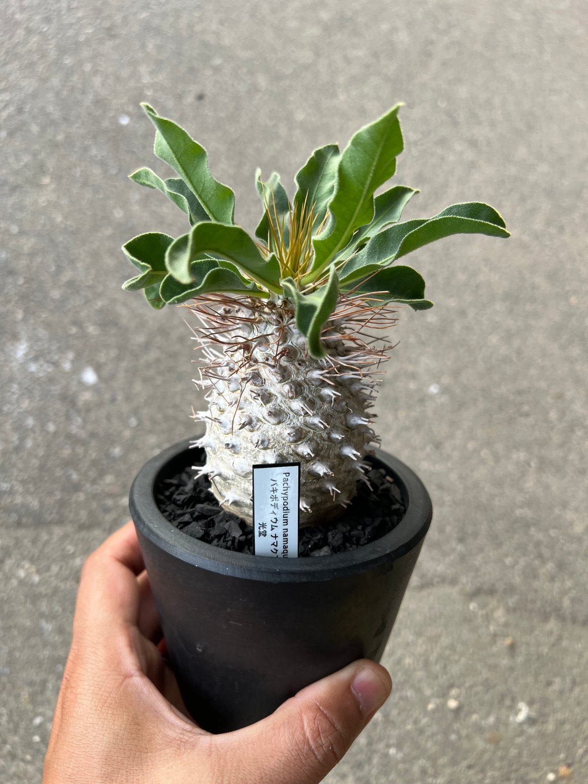 fit=scale-down,w=1200