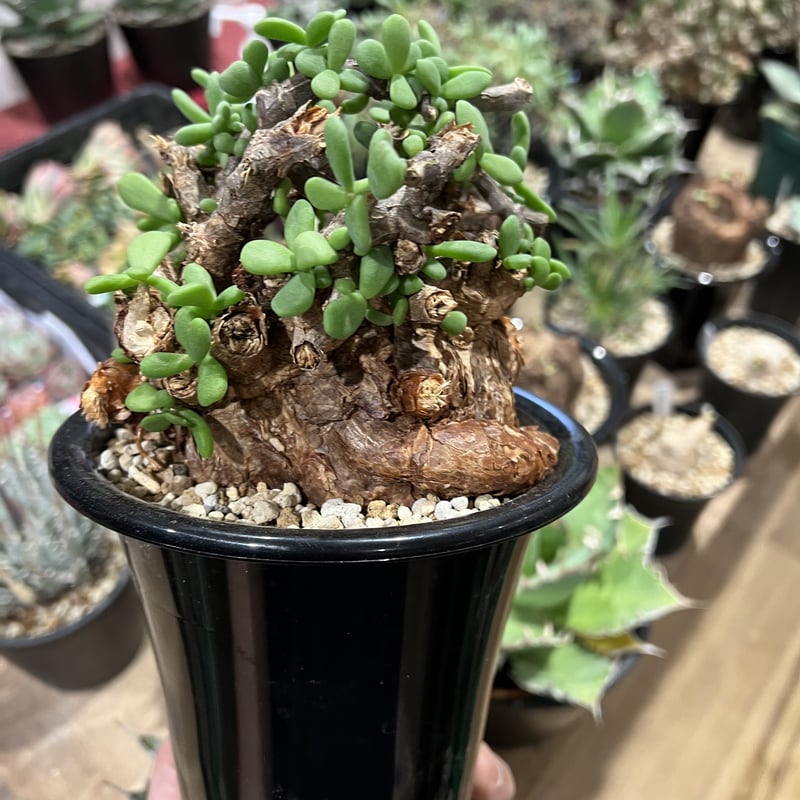 ケラリア ピグマエア 大株 コーデックス：ケラリア ピグマエア 大株*葉