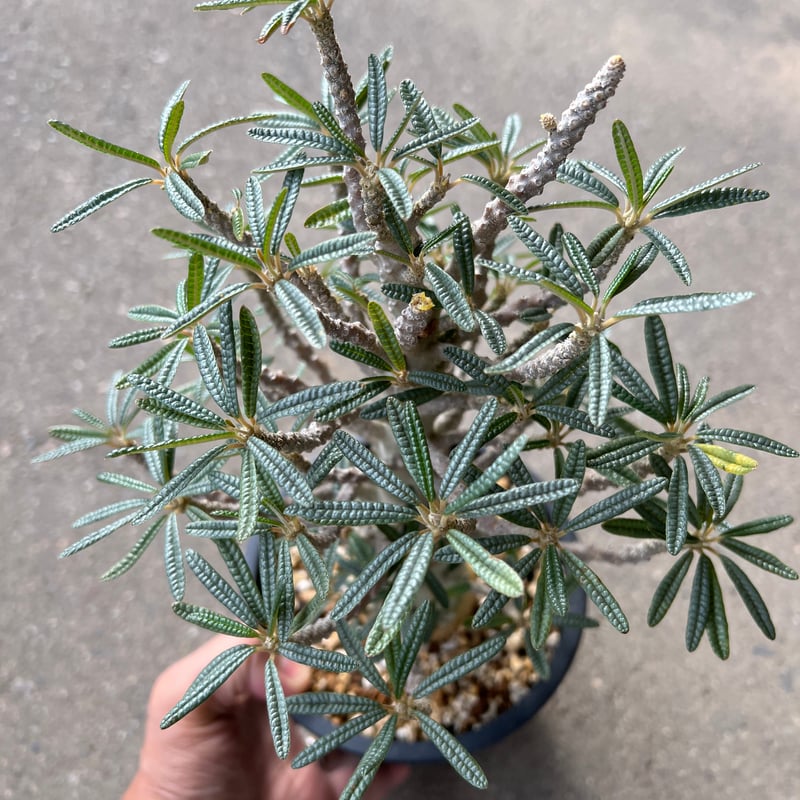 ドルステニア ギガス ブラータ | STELLA.PLANTS