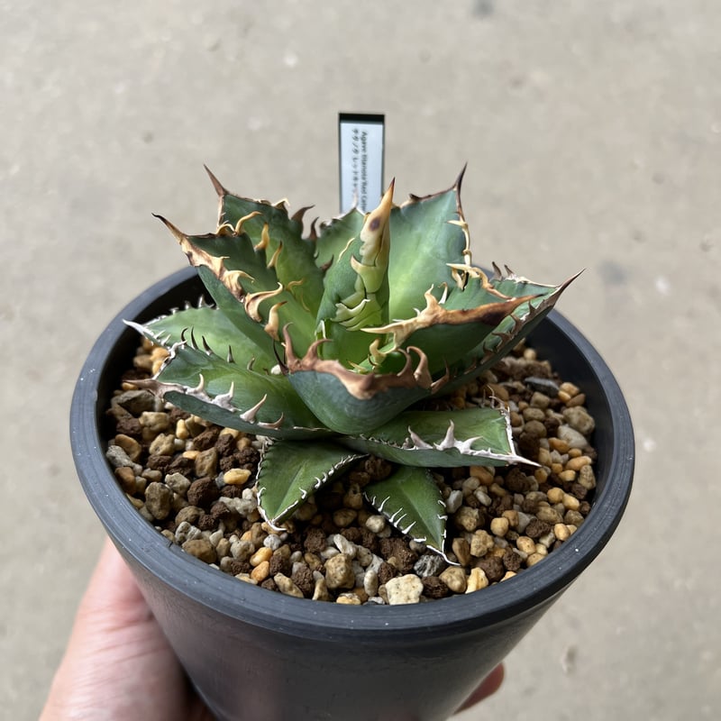 選抜株 アガベ チタノタ 赤猫 ゴリ猫 レッドキャットウィーズル