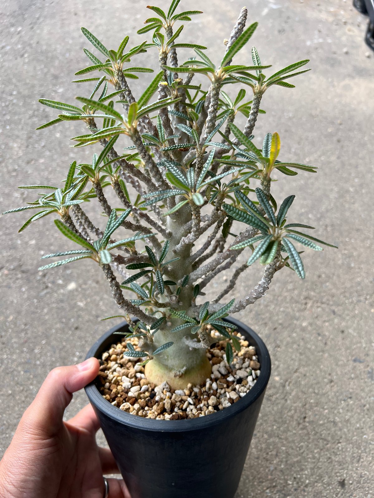 ドルステニア ギガス ブラータ | STELLA.PLANTS