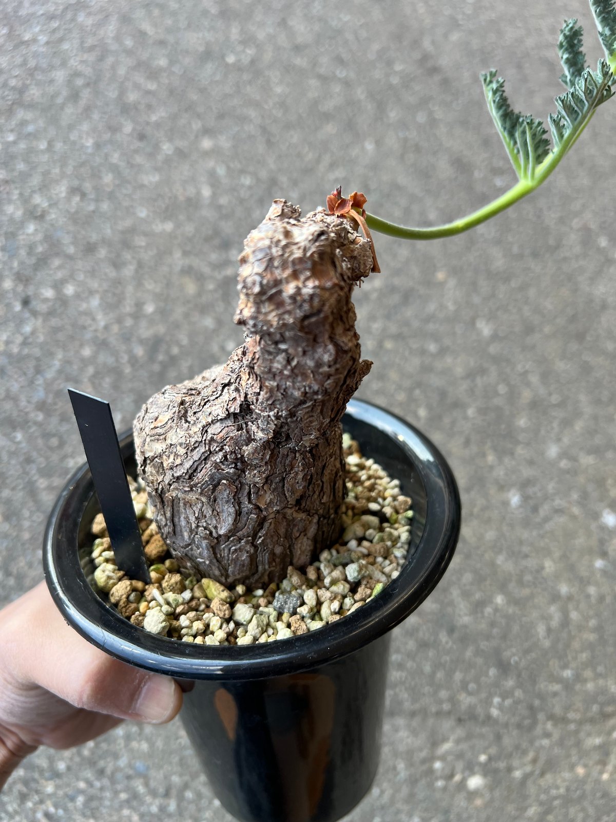 ペラルゴニウム トリステ | STELLA.PLANTS