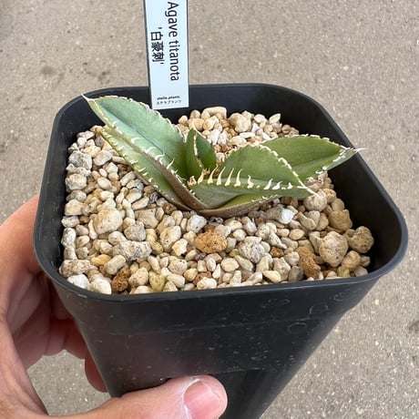 ポ*コ様 【週末オークション】超選抜 太棘 アガベ チタノタ 白豪刺 TC