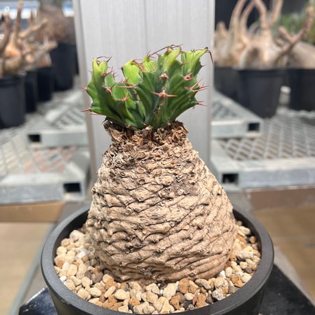 ユーフォルビアクラビゲラ | STORES