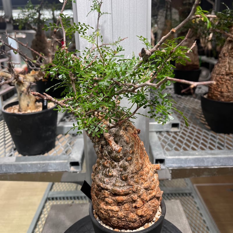 111101】発根済 オペルクリカリア パキプス | KANIK