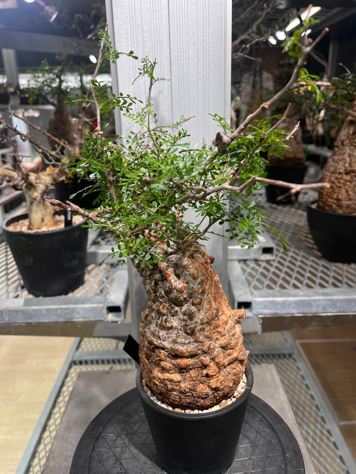 111101】発根済 オペルクリカリア パキプス | KANIK