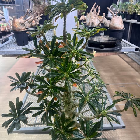 ドルステニアギガス | STORES