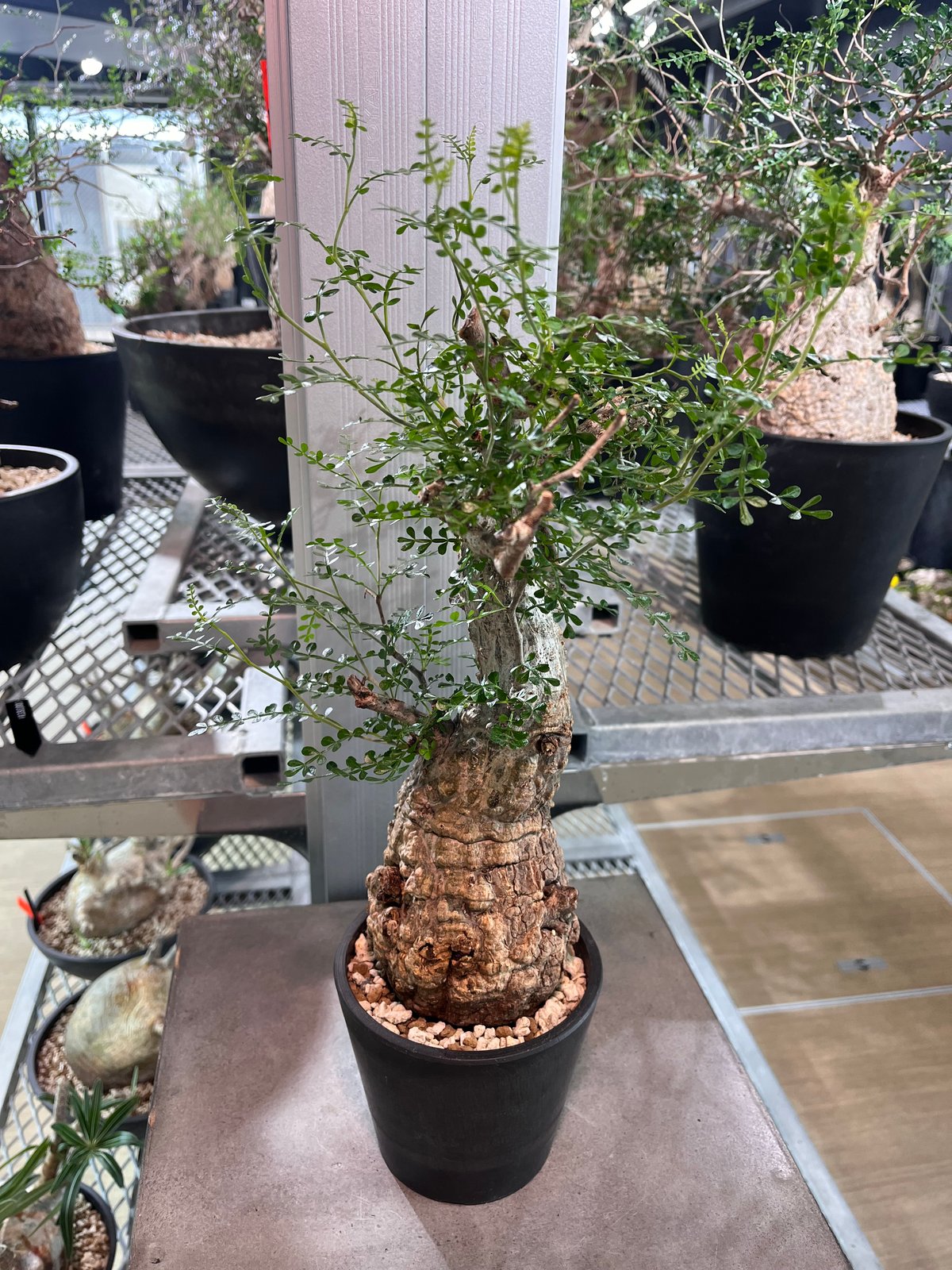 081901】発根済 オペルクリカリア パキプス | KANIK