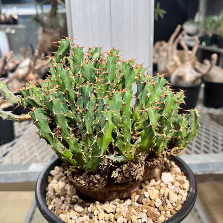 ユーフォルビアクラビゲラ | STORES