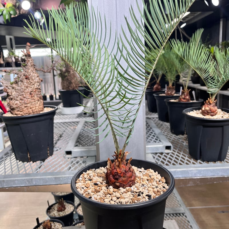 CC5] サイカスカイルンシアナ | KANIK