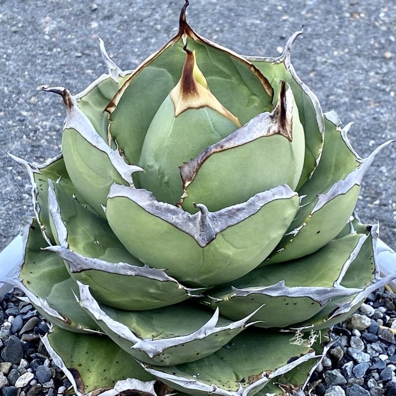 アガベ agave 『Juggernaut ジャガーノート』純血 | Lucky Summ
