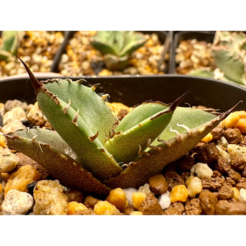 アガベ『キングアーサー』 激レア 最高極厚刺 | Lucky Summer Agave