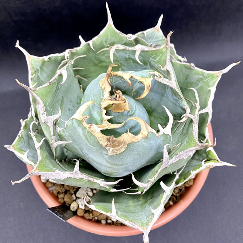 アガベ 白鯨 伝市鉢 🌿Agave titanota '白鯨' ① 【月刊】 白鯨 vol