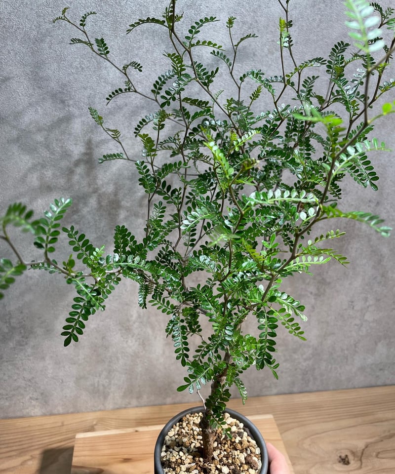 C68 多肉植物 オペルクリカリア・パキプス 5株 オペルクリカリア