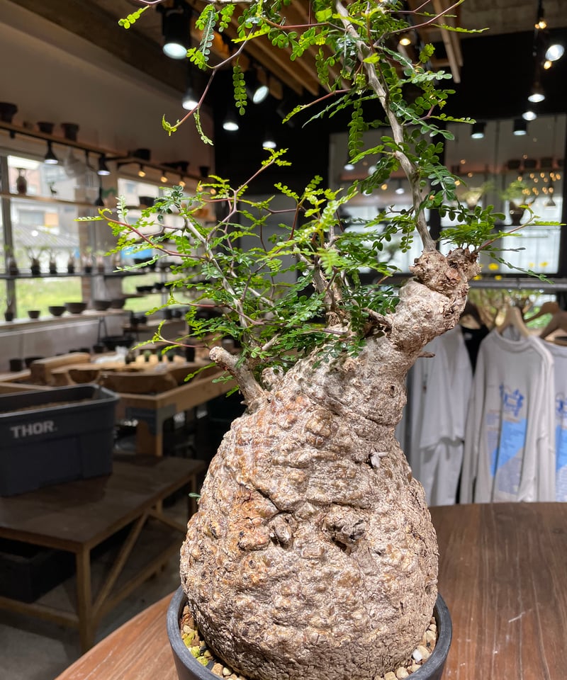 オペルクリカリア パキプス／Operculicarya pachypus 発根済 (商品番号P