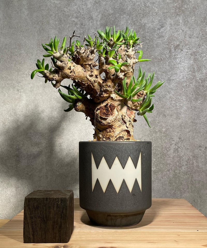 チレコドン レティキュラータス Tylecodon reticulatus 万物想 発根済