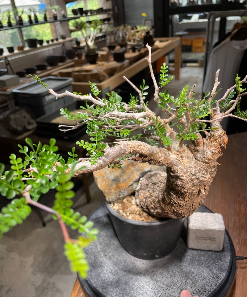 オペルクリカリア パキプス／Operculicarya pachypus 発根済 (商品番号P