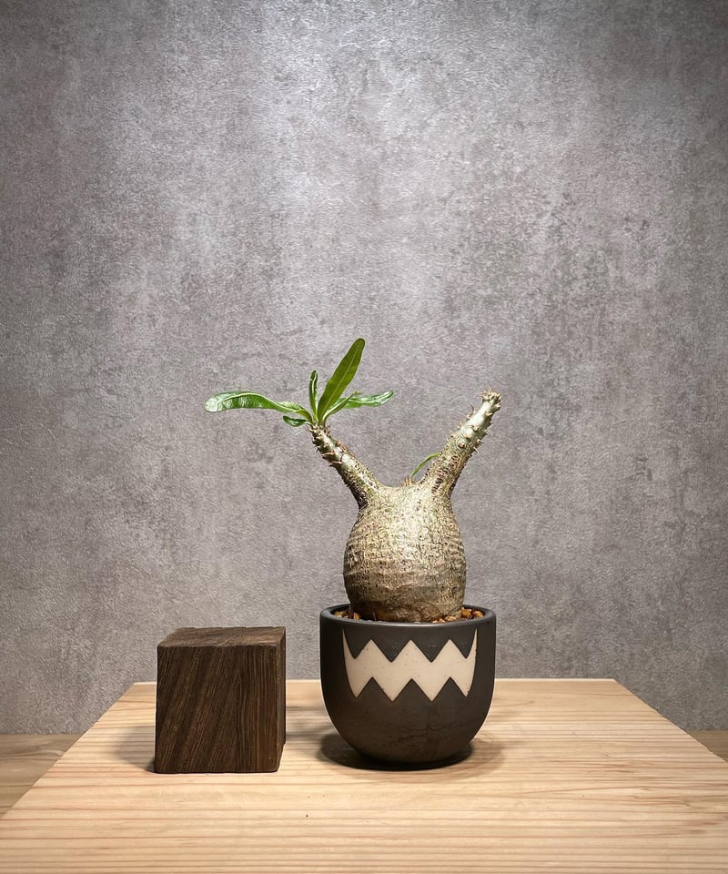 パキポディウム グラキリス 発根済 ※背面現地穴跡あり (商品番号gk