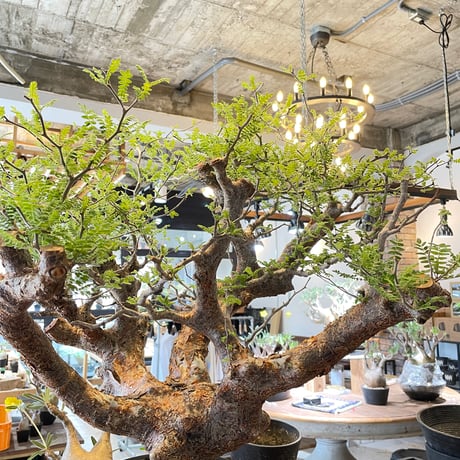 コミフォラモンストローサ | STORES