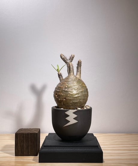 CATEGORY VALIEM鉢植込み | RISE-CAUDEX ONLINE STORE