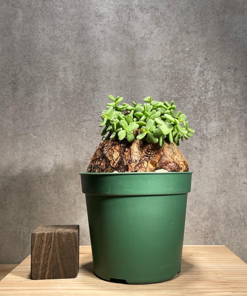 ケラリア ピグマエア／Ceraria pygmaea 発根済 (商品番号pm-3) | RIS