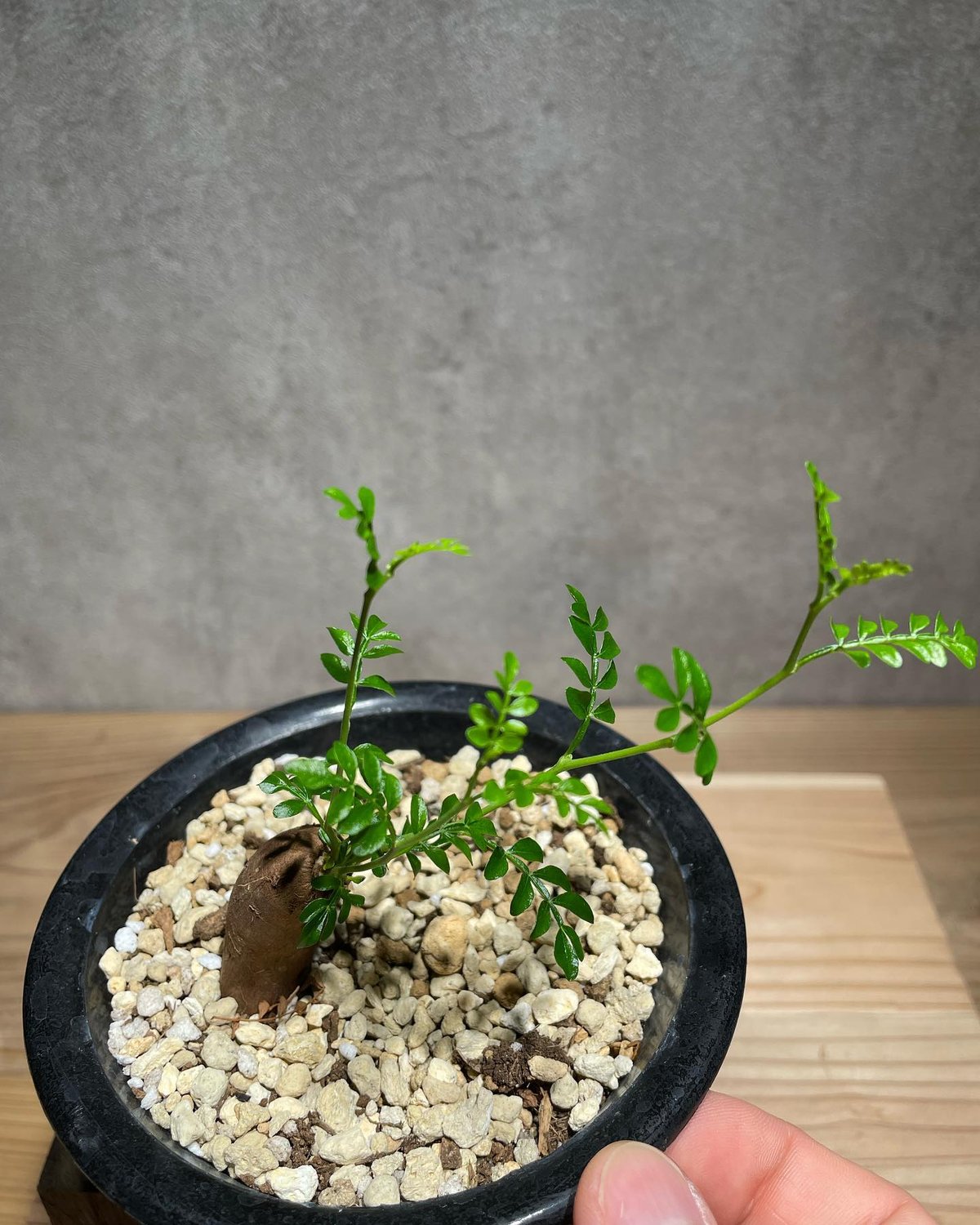 オペルクリカリア パキプス 根差し (商品番号PP-59) | RISE-CAUDEX ONL