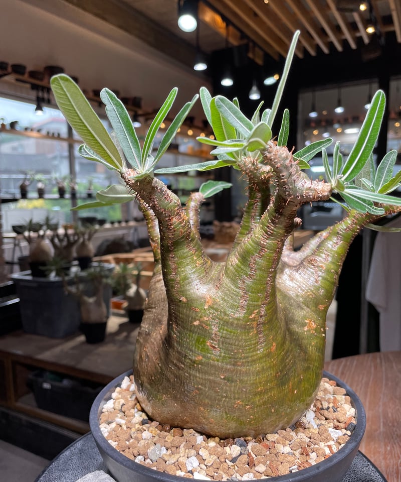 パキポディウム グラキリス Pachypodium gracilius 発根済 (gk-53